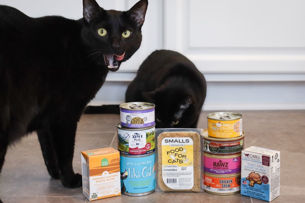 The 7 Best High Protein Low Carb Canned Cat Foods