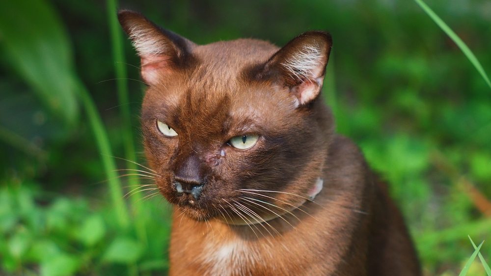 A brown cat, foreground, with white discharge from the nose and eyes, outdoor background.