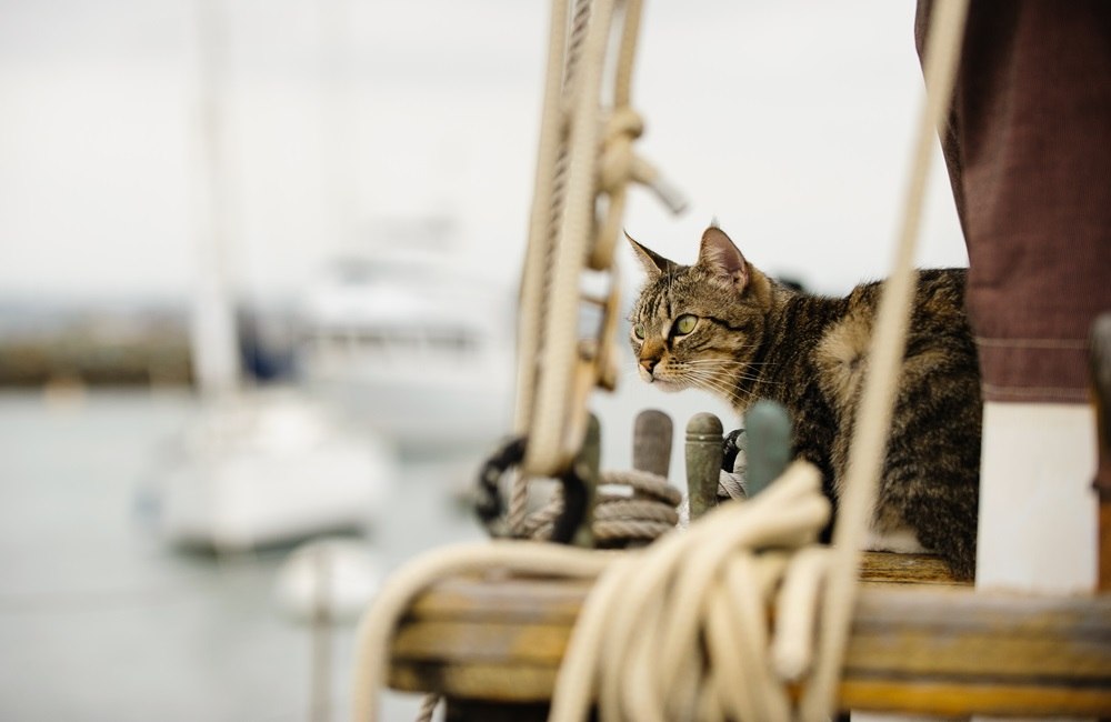 A brown tabby cat stands on a sailboat.