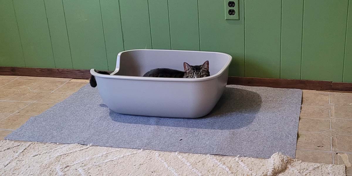 A cat peeking over the top of a litter box.