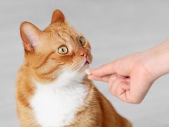 A ginger and white cat is being offered a pill