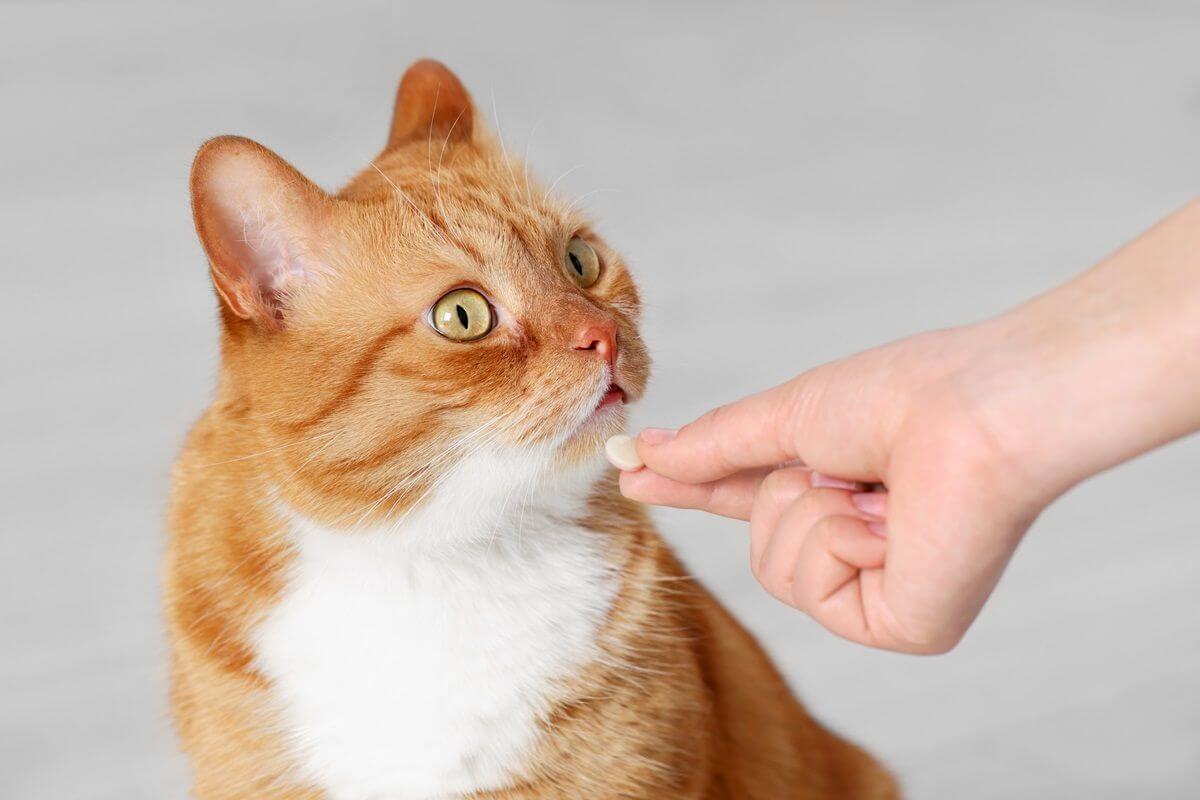 A ginger and white cat is being offered a pill