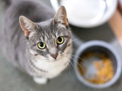 A gray tabby shorthair cat sitting next to its food bowl and looking up at the camera