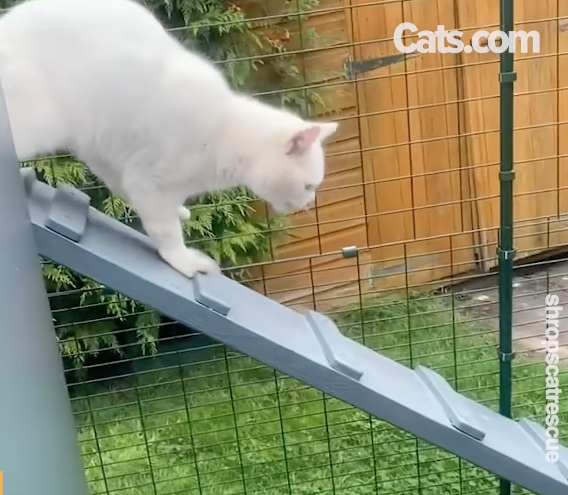 A senior villager enjoys some playtime