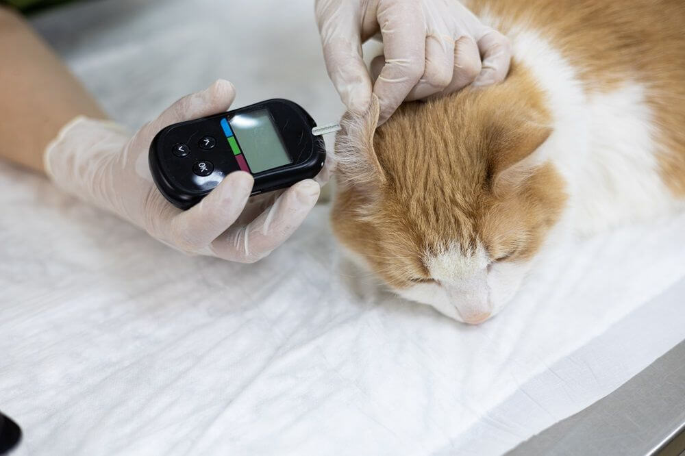 A veterinarian measures a cat's glucose level in a veterinary clinic.