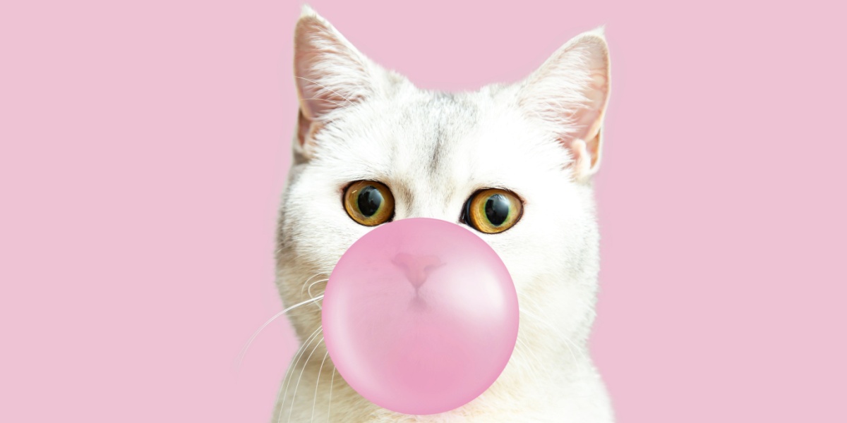 A white cat on a pink background, edited so that it appears to be blowing bubble gum