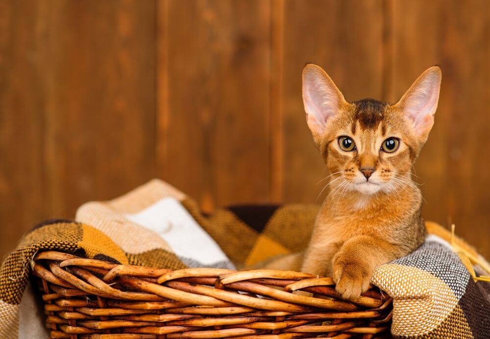 Abyssinian kitten sitting in a wicker basket in a brown plaid on a wooden background