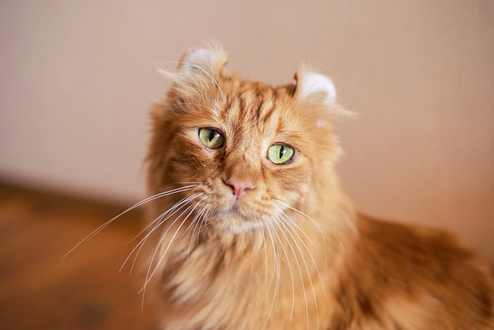 American Curl sitting and looking at the camera