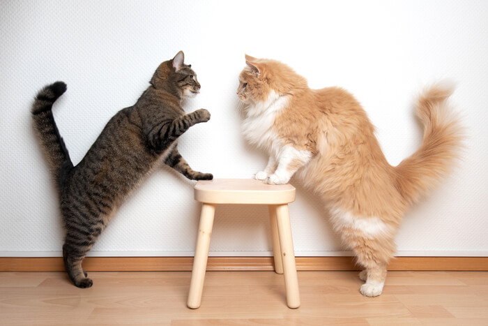 An image depicting cats engaging in interactions that blur the line between fighting and playing, highlighting the sometimes ambiguous nature of feline behavior.