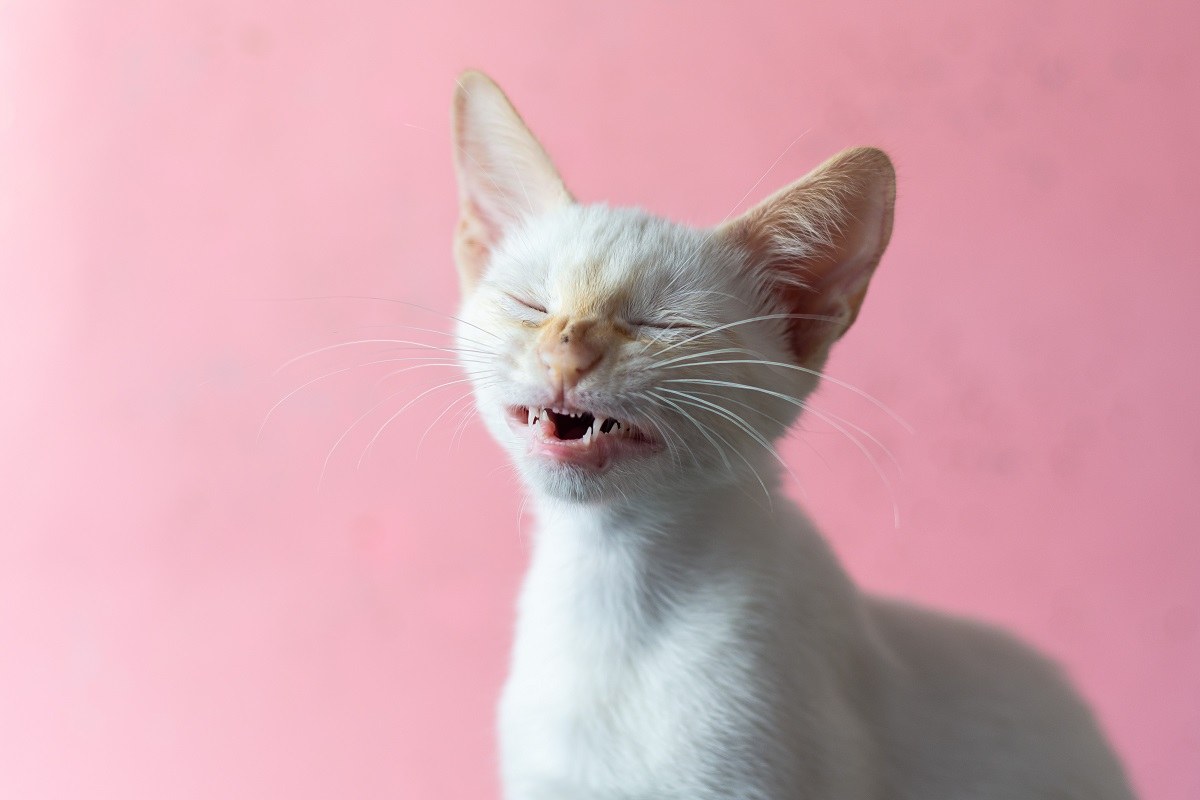 A kitten with white fur in the middle of a sneeze, foreground, with pink background.