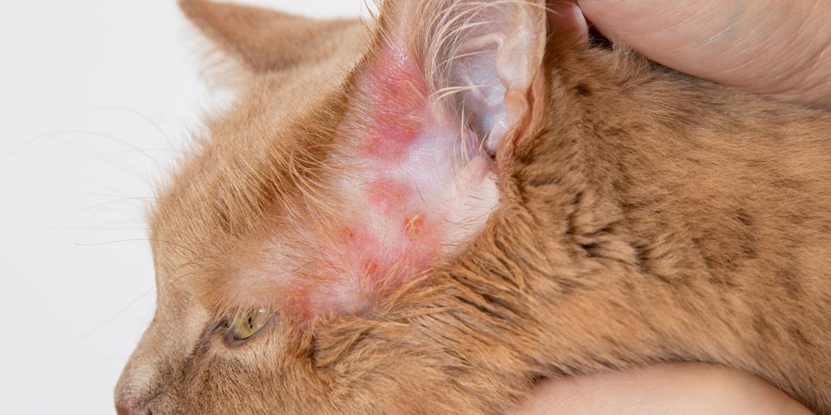 An illustrative image depicting the concept of bacterial infections in cats.