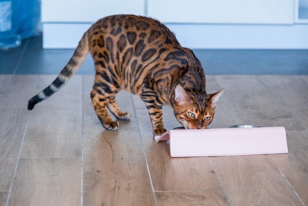 Beautiful Bengal cat eats food from a bowl