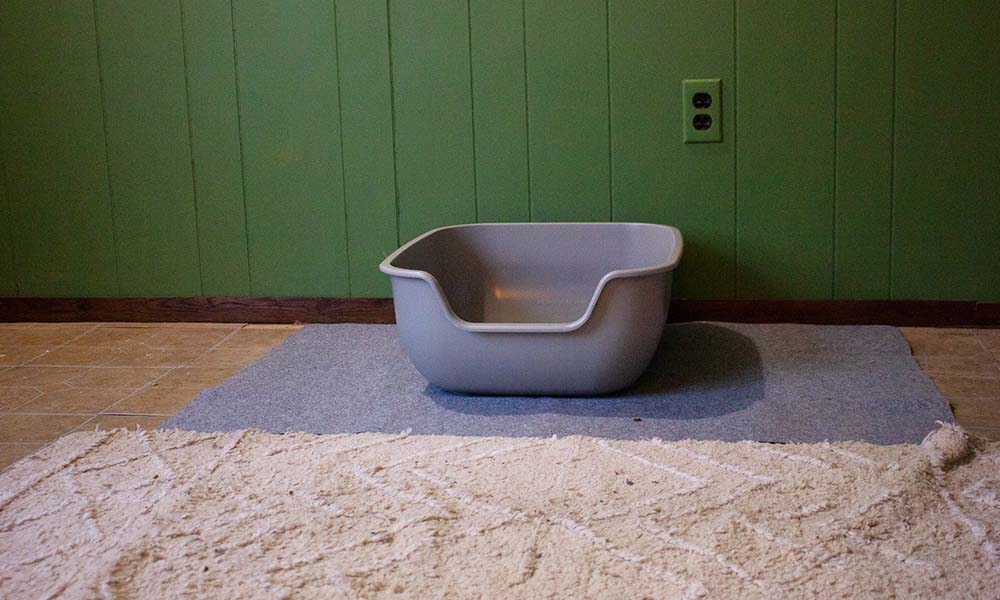 A litter box on the floor in front of a green wall.