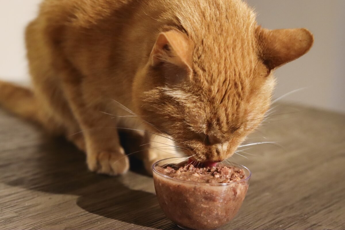 Cat Food for Cats With Kidney Disease