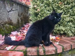 Black cat in the fall leaves