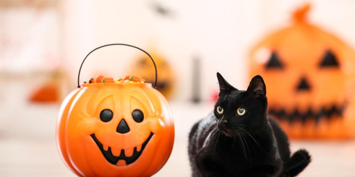 Black cat with candies in halloween bucket