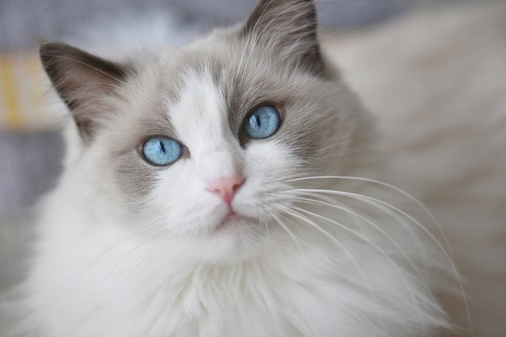 Blue bicolor ragdoll female cat looking interested