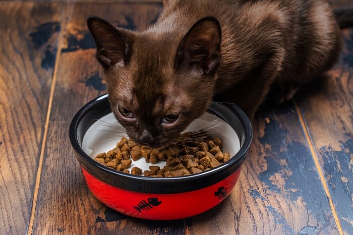 burmese cat eating.