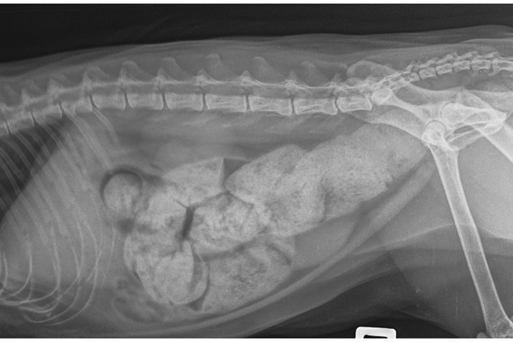 An image capturing an X-ray of a cat experiencing constipation.