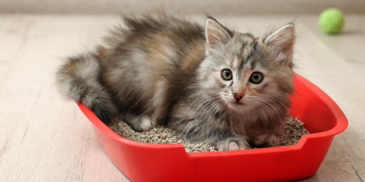 Cat digging in a litter box.