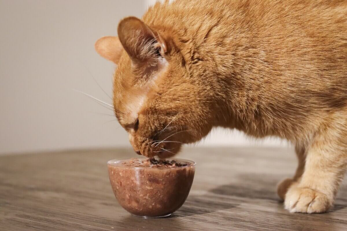 cat eating wet food