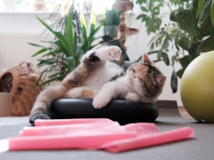 An energetic cat in motion, leaping and stretching during a playful exercise routine, capturing the agility and vitality that are integral to a cat's active lifestyle.