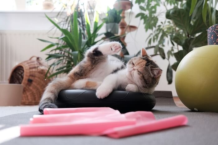 An energetic cat in motion, leaping and stretching during a playful exercise routine, capturing the agility and vitality that are integral to a cat's active lifestyle.