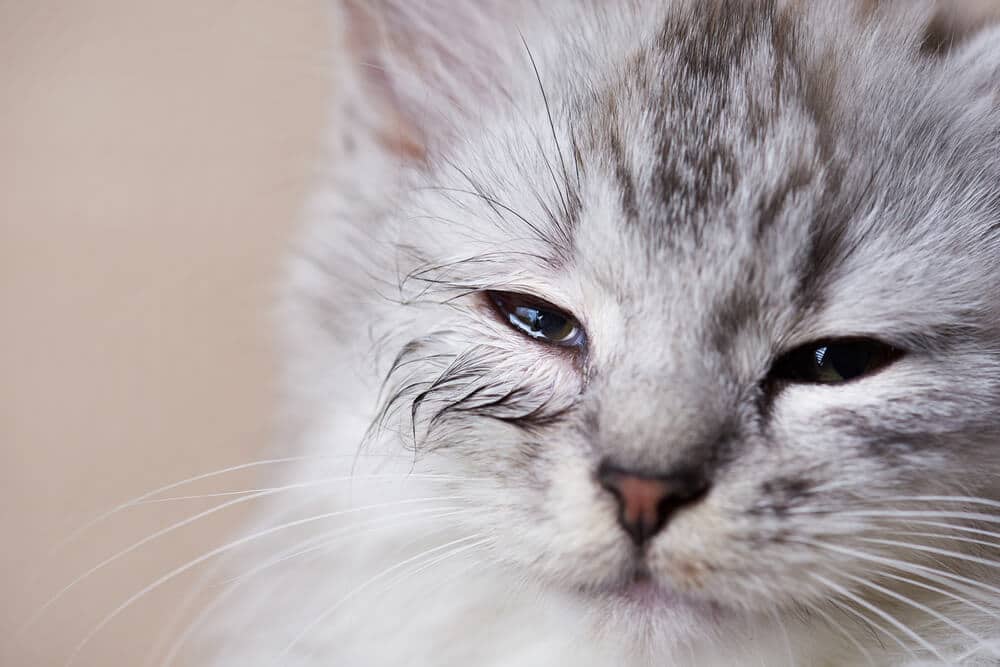 Young cat with leaking infected eye