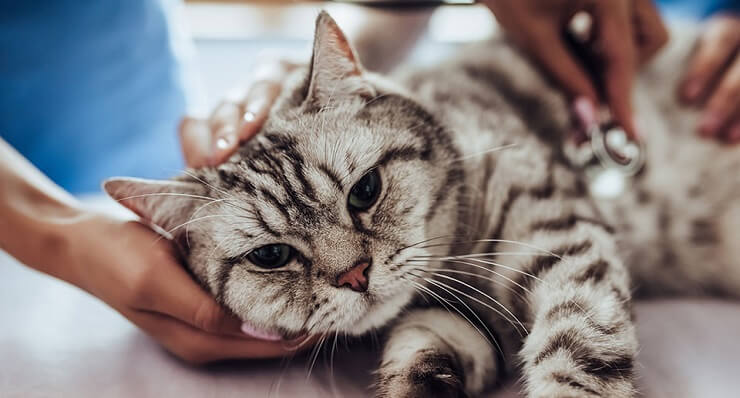 An image portraying a cat undergoing a comprehensive check-up at the veterinarian's office.