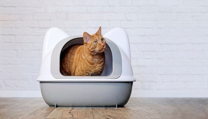 Cat inside a litter box.