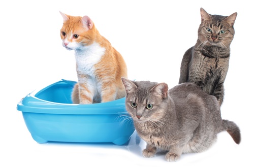 Best Cat Litter for Multiple Cats