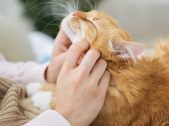 A cat displaying affection and love towards its owner, emphasizing the bond between cats and their human caregivers.