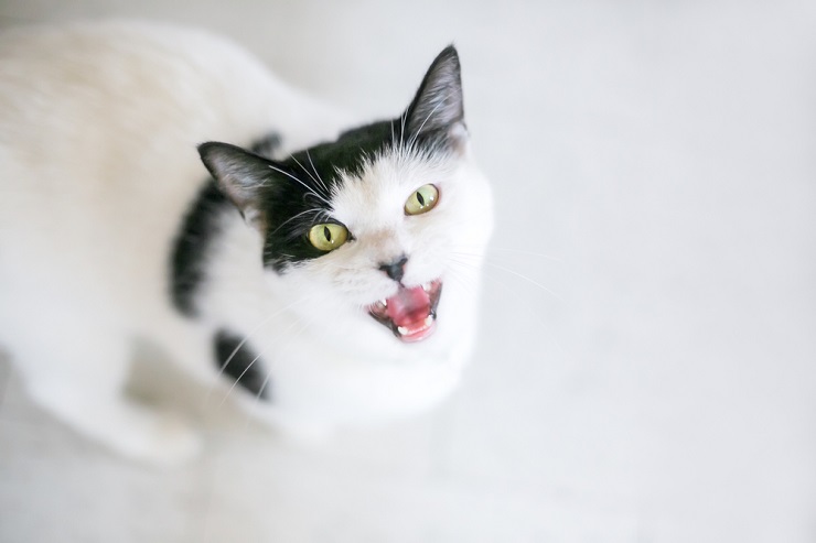 A fluffy white cat with bright blue eyes emitting a cute 'meow' sound, capturing a moment of feline communication and charm.