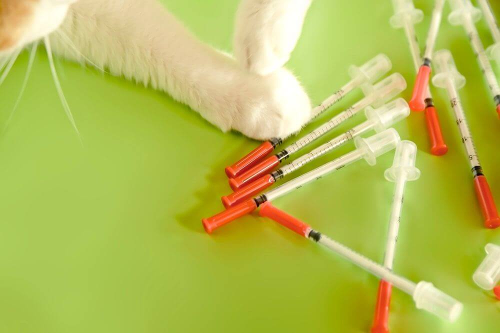 Cat paws with insulin U40 syringes