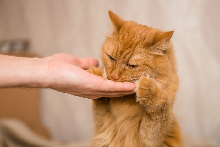 Cat treats for training.