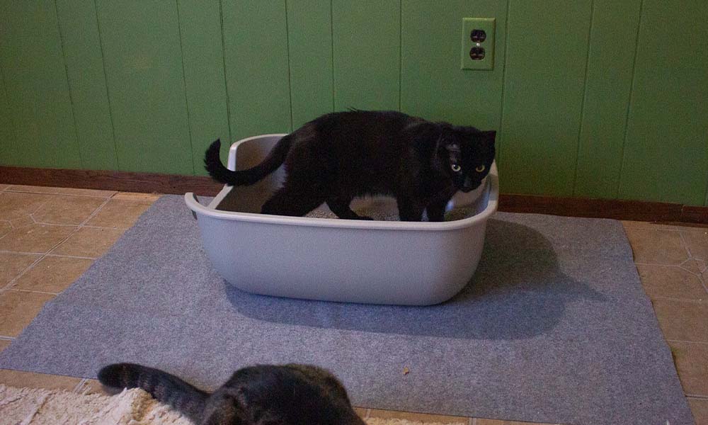 A cat standing in a litter box in front of a green wall.