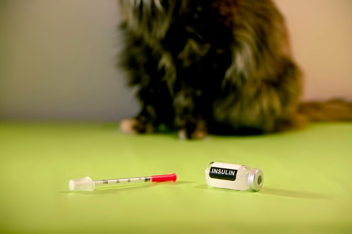 Cat with insulin bottle and syringe