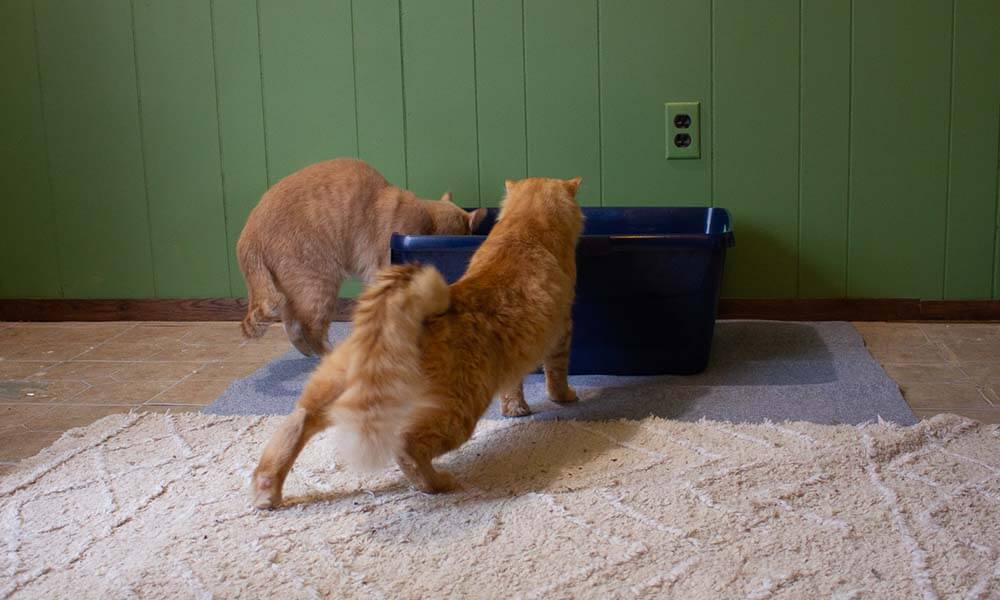 Cats-exploring-litter-box