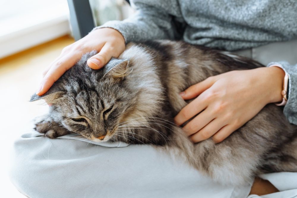 Close-up of gray fluffy cat sleeping on human's lap, hands stroking cat's fur.