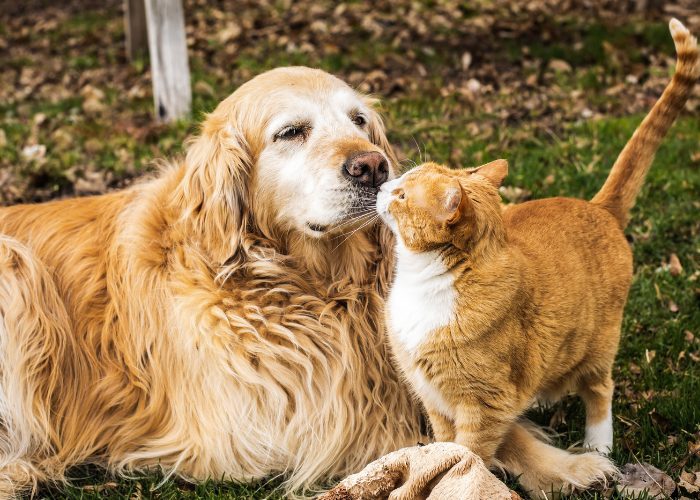 A heartwarming scene of a cute cat and dog meeting, showcasing a delightful moment of mutual curiosity and friendliness.