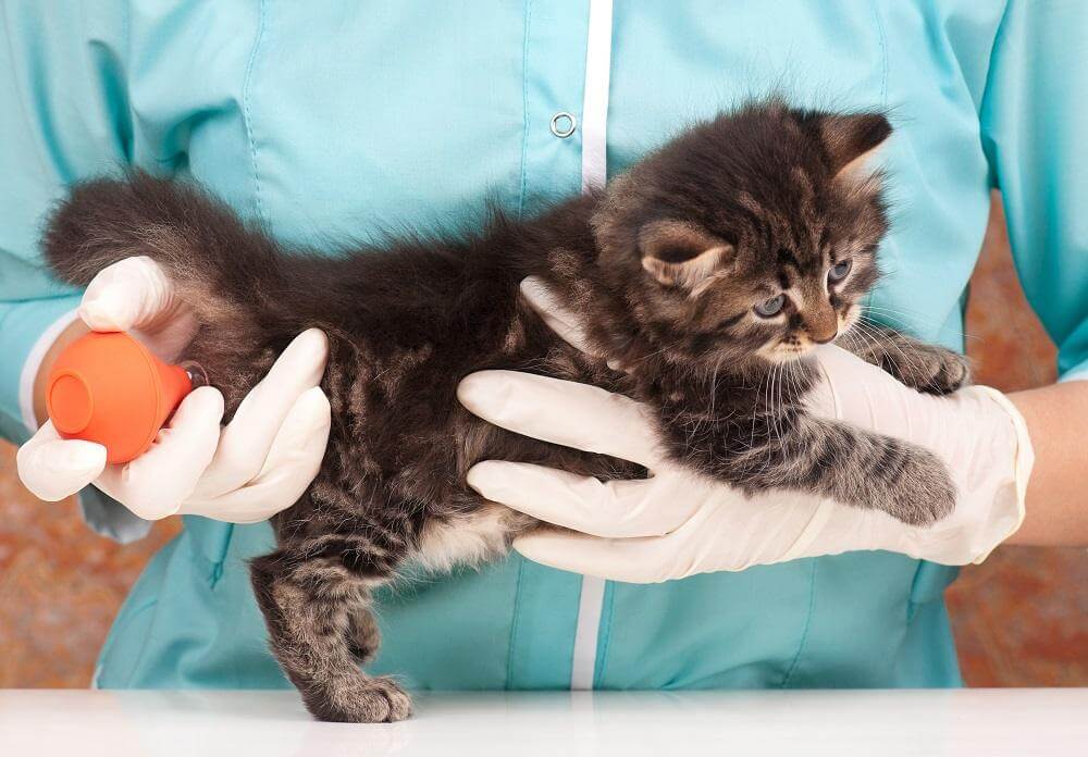 Small cat being held by a veterinarian with gloves, receiving an enema with an orange bulb syringe.