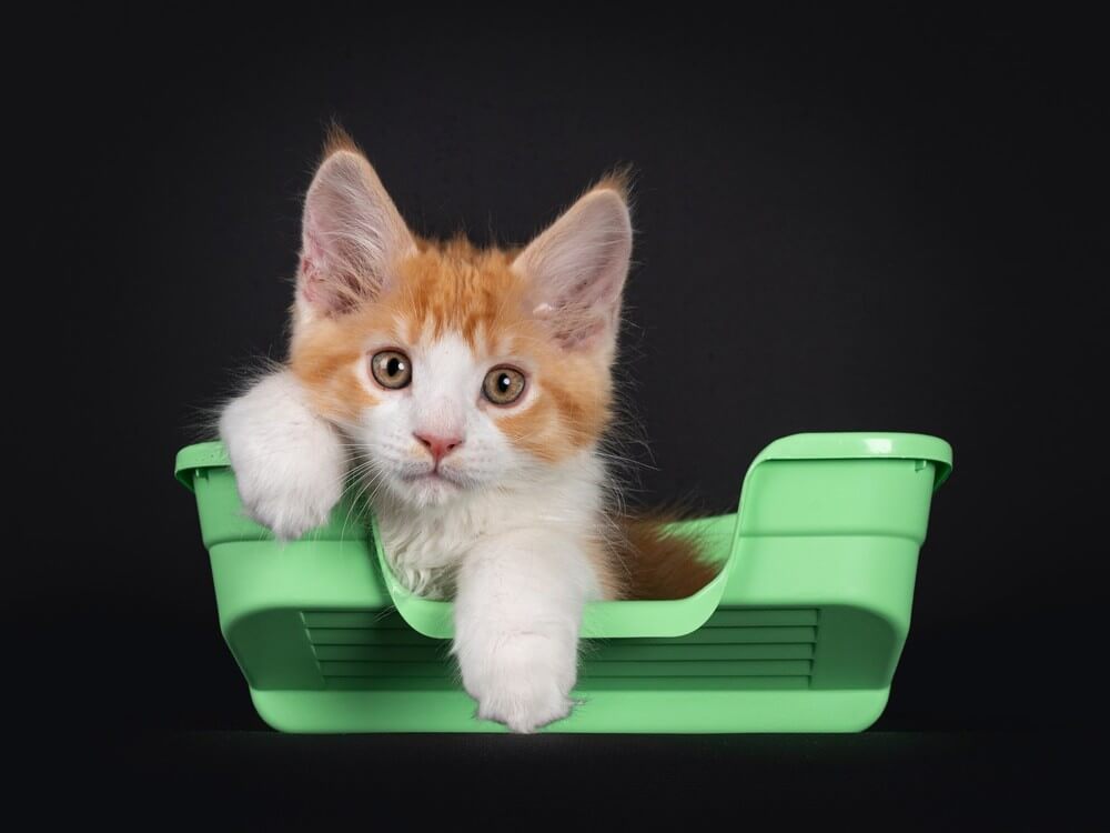 Kitten in a shallow litter box