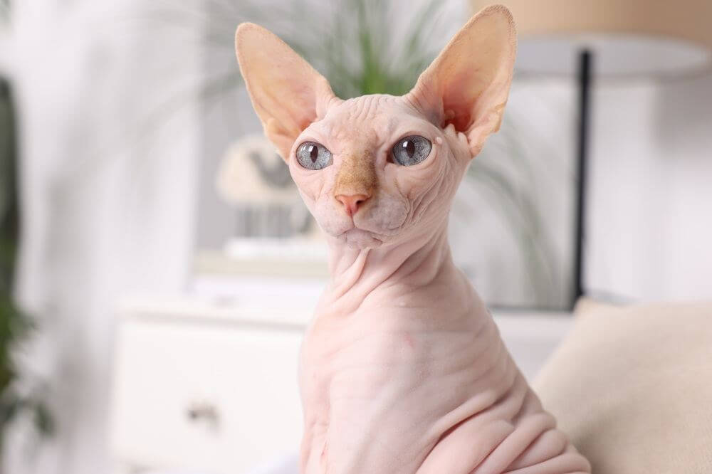 Cute Sphynx cat at home