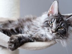 Cute tabby silver grey young maine coon cat lying on hammock on cat tree