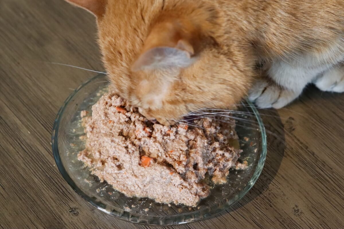 Best Cat Foods for Constipation