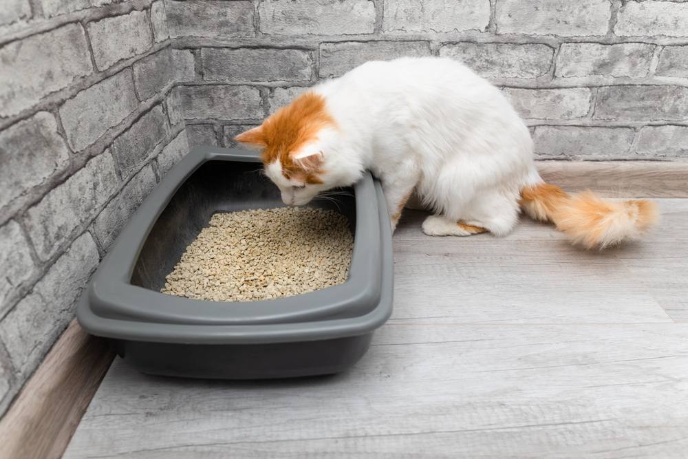 Best Dust Free Cat Litter