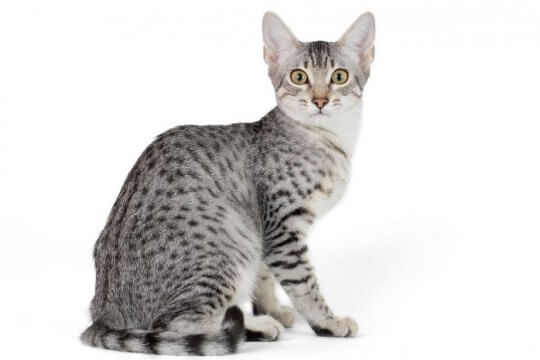 Egyptian Mau