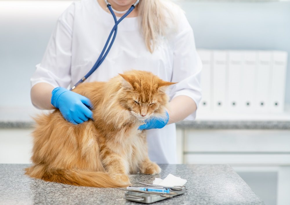 A female veterinarian with long blonde hair wearing blue gloves examines a long-haired orange cat with a stethoscope.