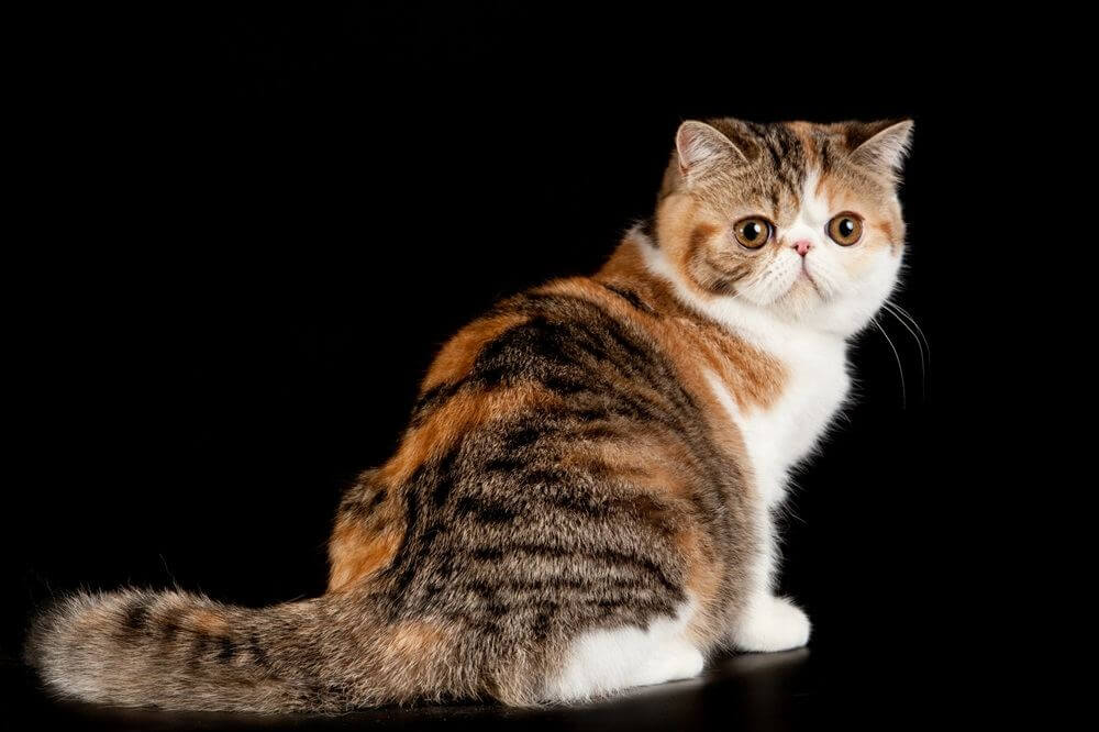 Exotic shorthair cat