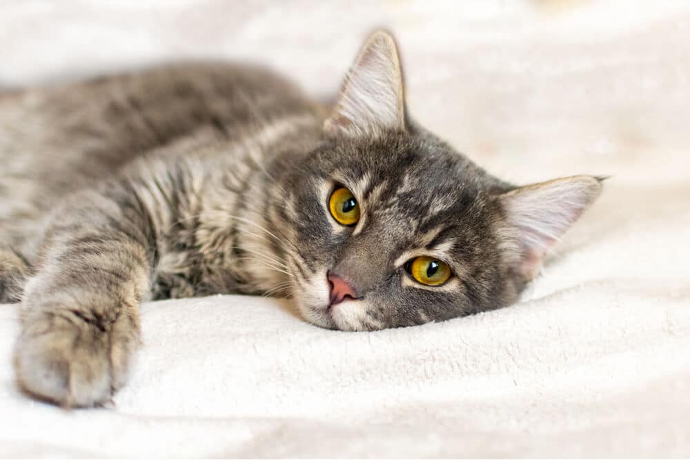 Cat Lying on White Background Feline Leukemia